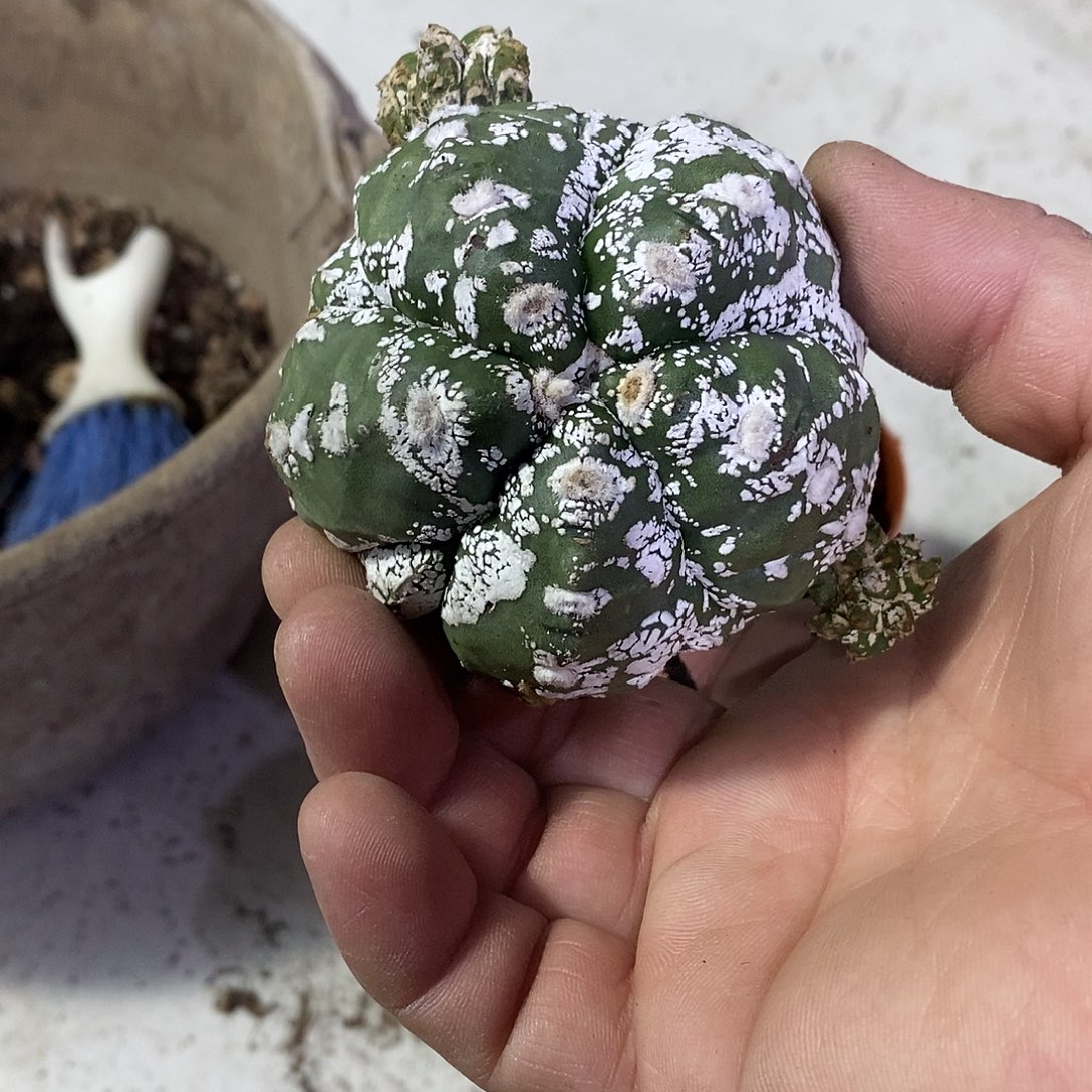 肉***迷无花朵鸾凤玉仙人球仙人掌