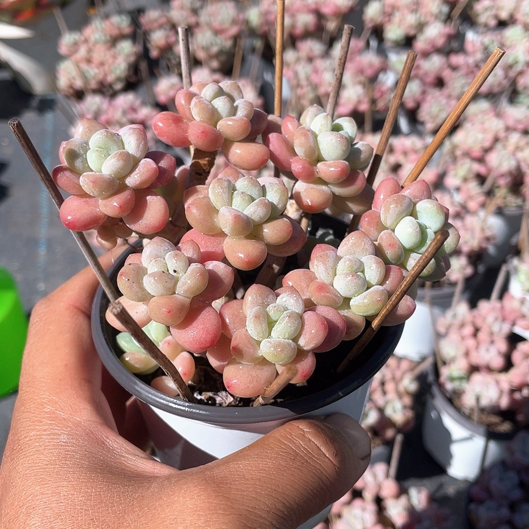 鱼子酱整群带盆发货