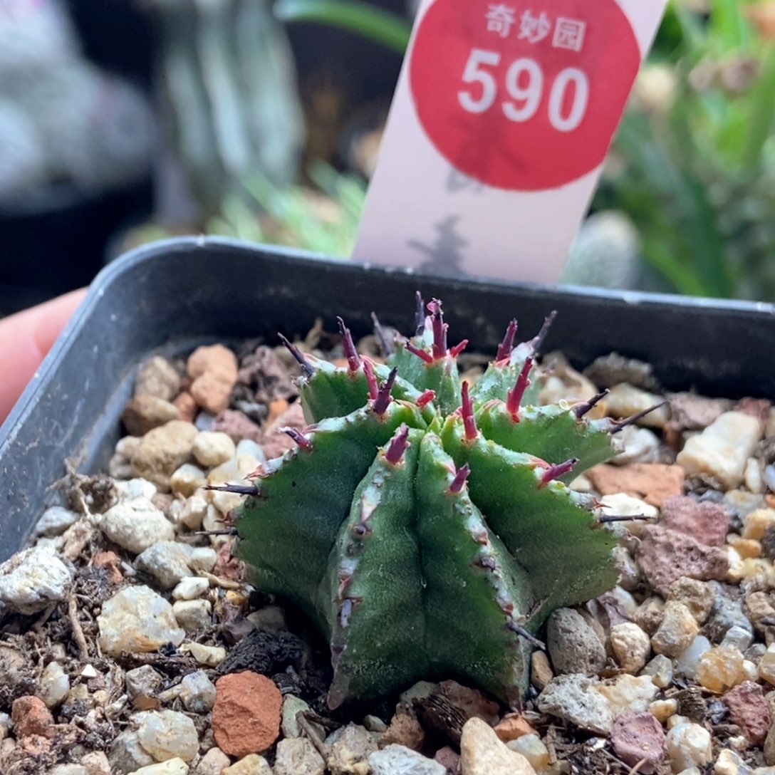 实生落雪一棵69878