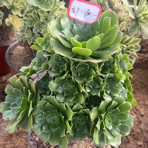 多肉绿羊绒57不包断枝