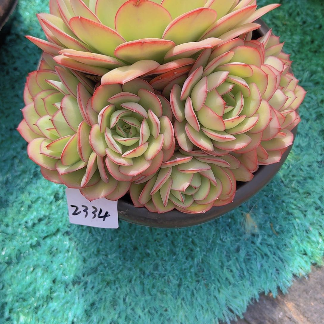 小****32334牡丹亭多肉植物