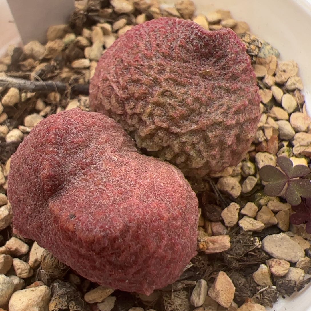 实生新品整颗多肉植物水泡