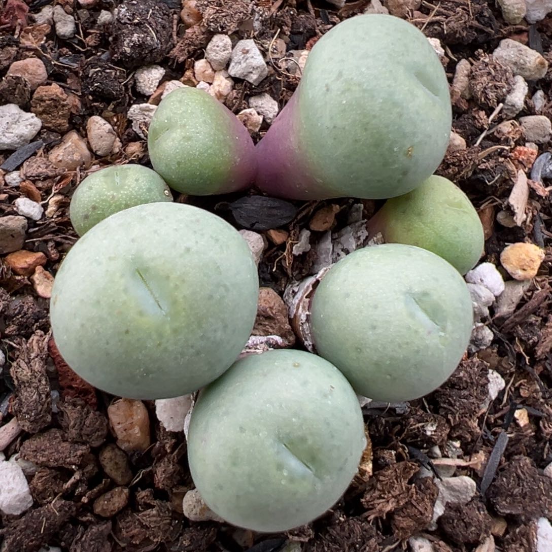 1.12好看的多肉678