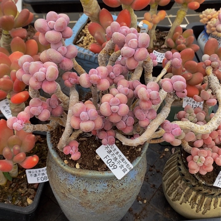 腰子桃蛋老桩16cm039多肉植物