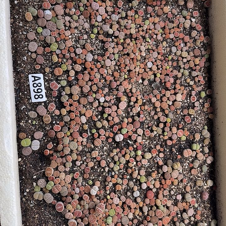 生898石花整筐脱土发货