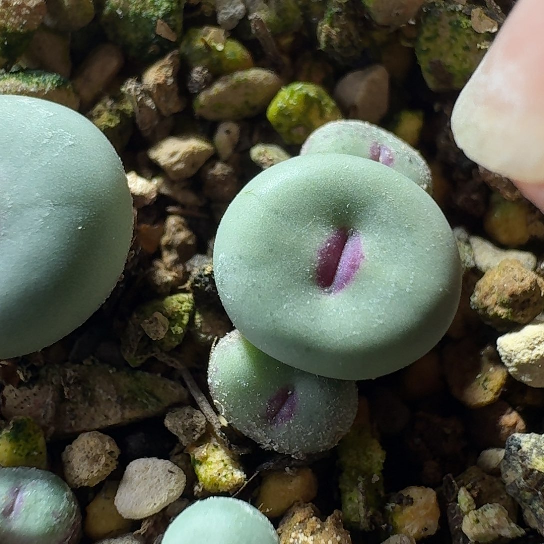 105号三头园艺1380b0.4-0.7