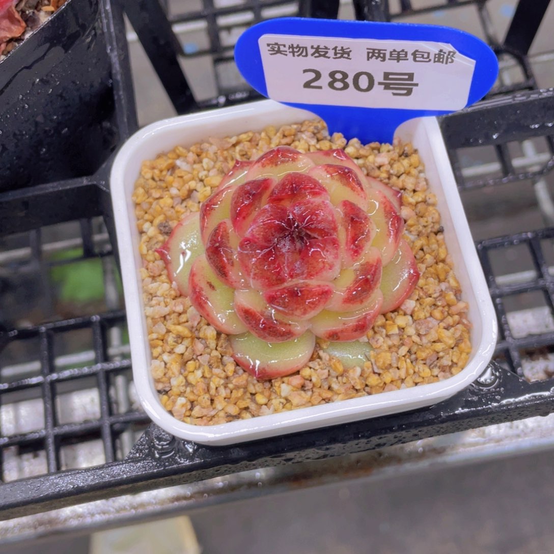 280号 全状态珍妮糖心