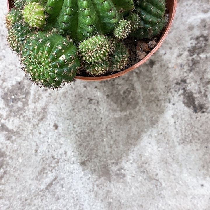 红黑心5公分左右丽花356899