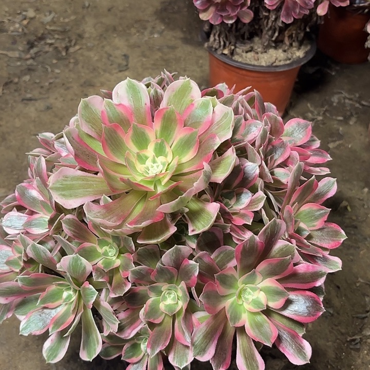 多肉植物粉女郎17