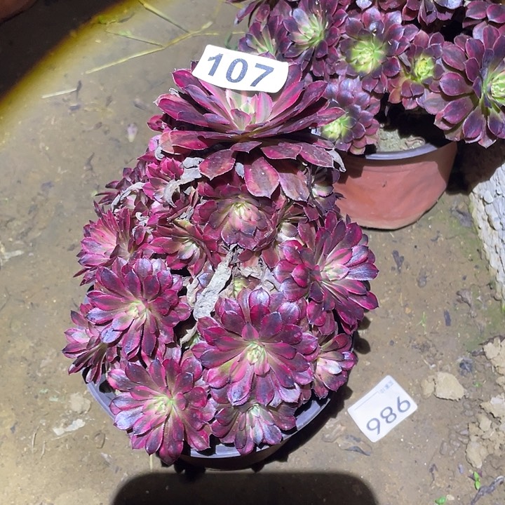 多肉植物断枝不包107黑铜白