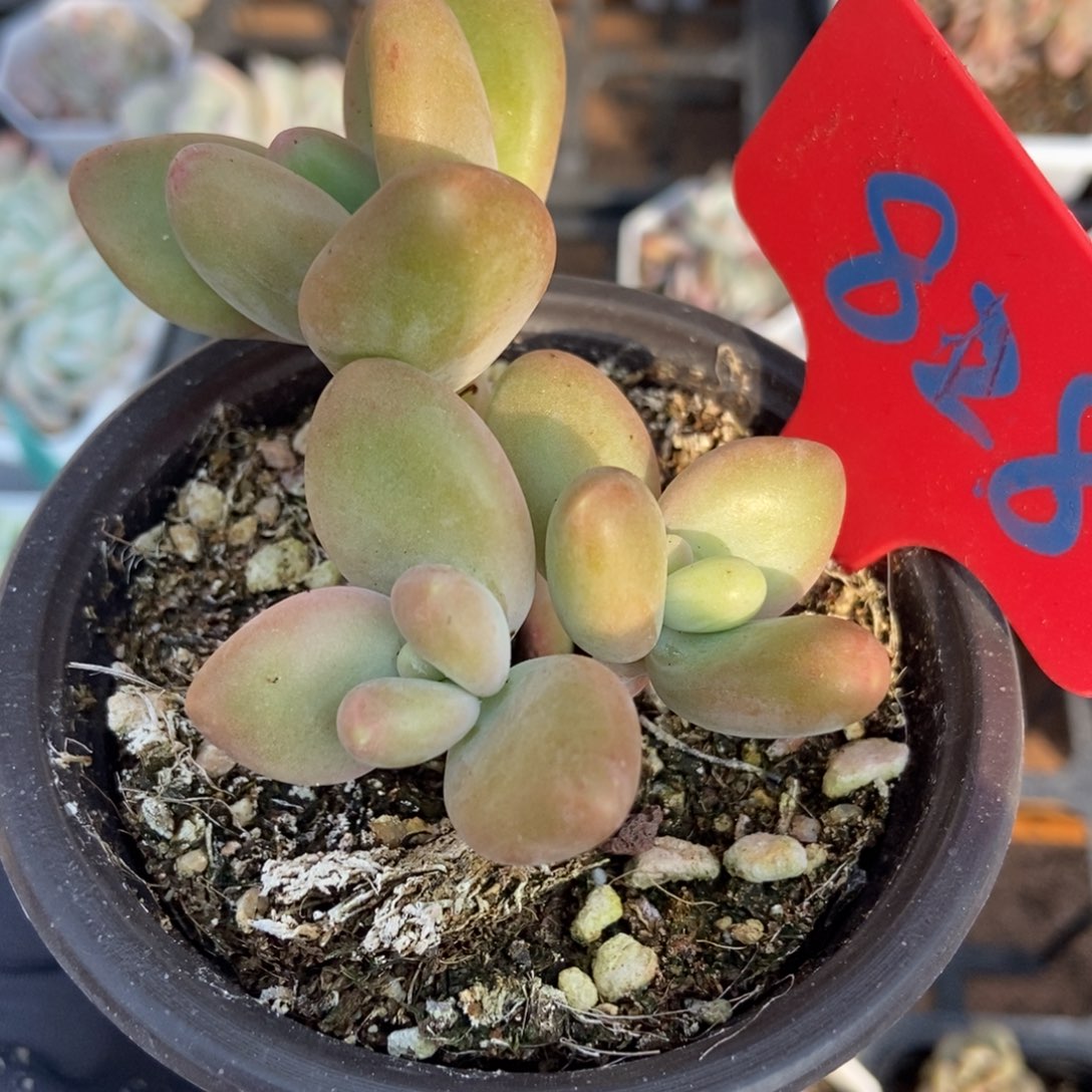 828芒果奶多肉植物保护