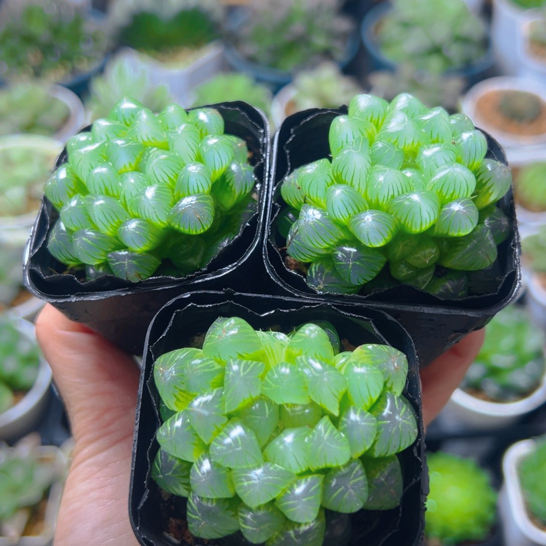 糯肌玉露多肉3颗多肉