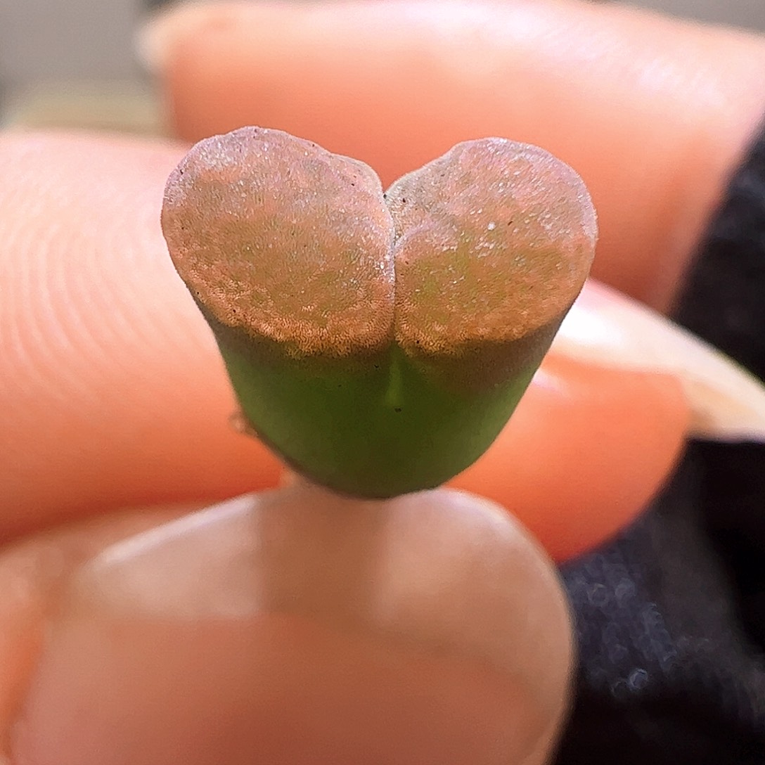 编号混合咪咪小磁铁一颗695。