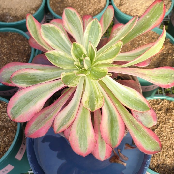 君*笑多肉法师锦超白锦