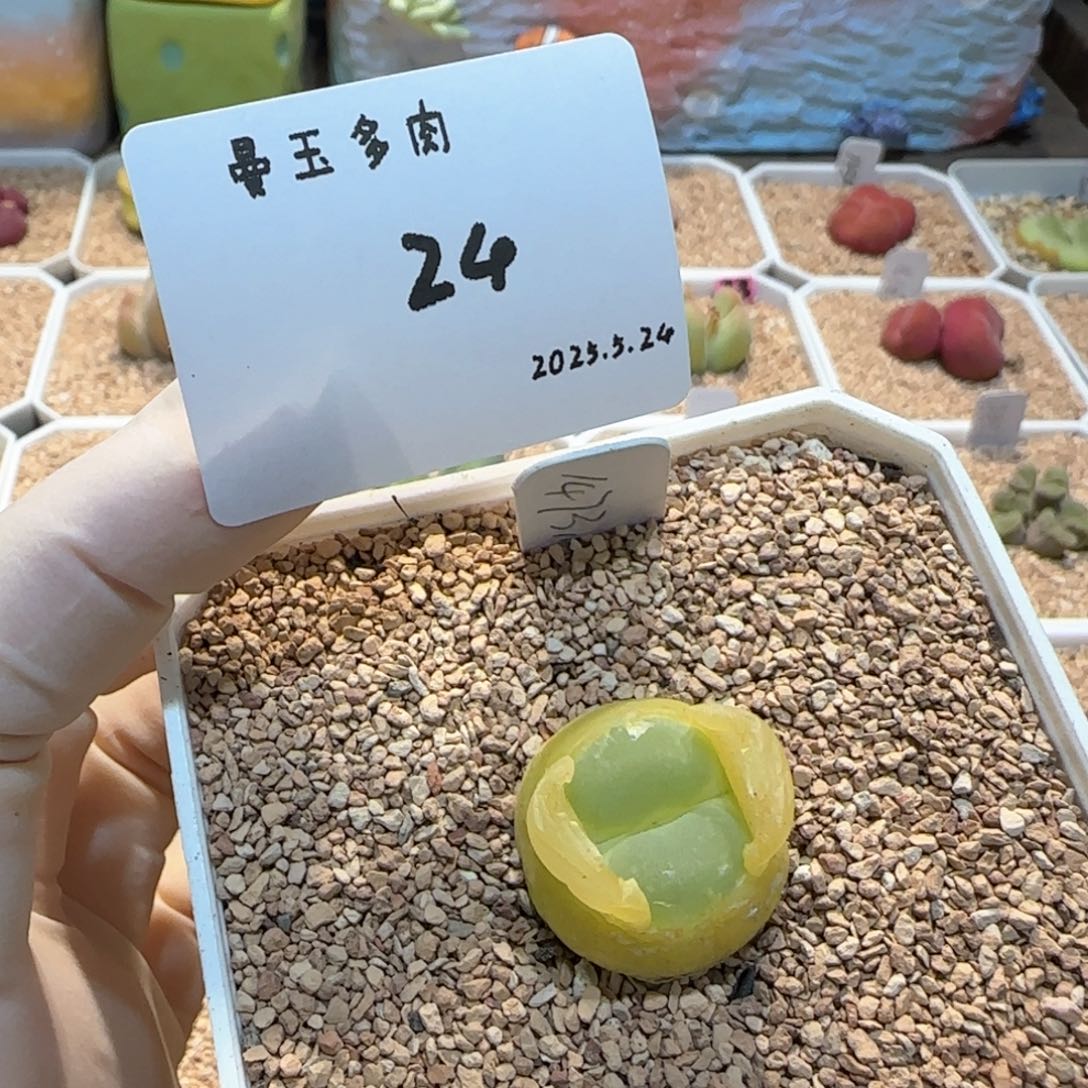 拥***眠多肉多肉多肉5.24-024