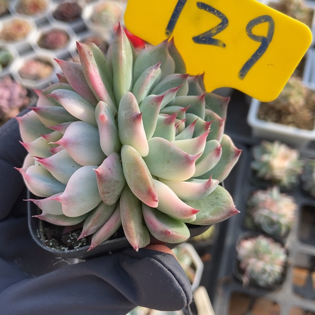 729吉娃娃锦多肉植物保护