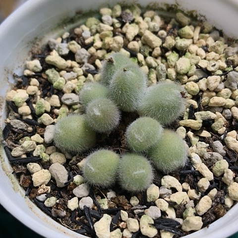 多肉肉锥 10头小美毛球