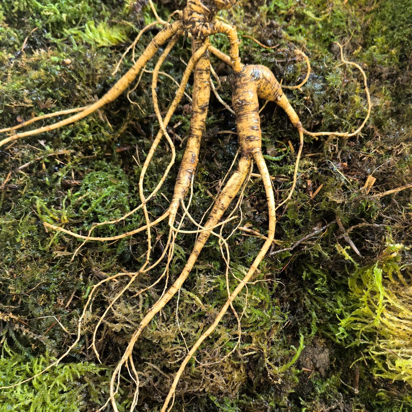 10斤装 尝鲜款 东北泡酒料 长白山整支人参