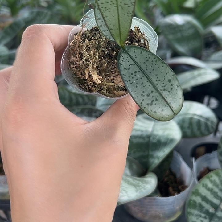 当前无花栽培后可以开花银叶盲盒西1.7苗无根