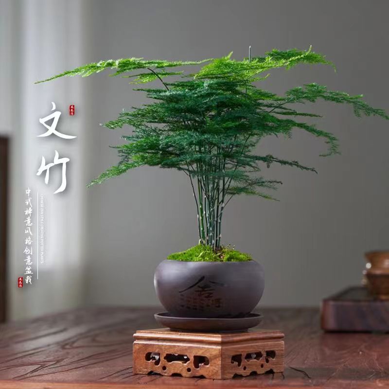 文竹盆栽花卉植物室内办公室水培客厅懒人小绿植大全盆景四季常青