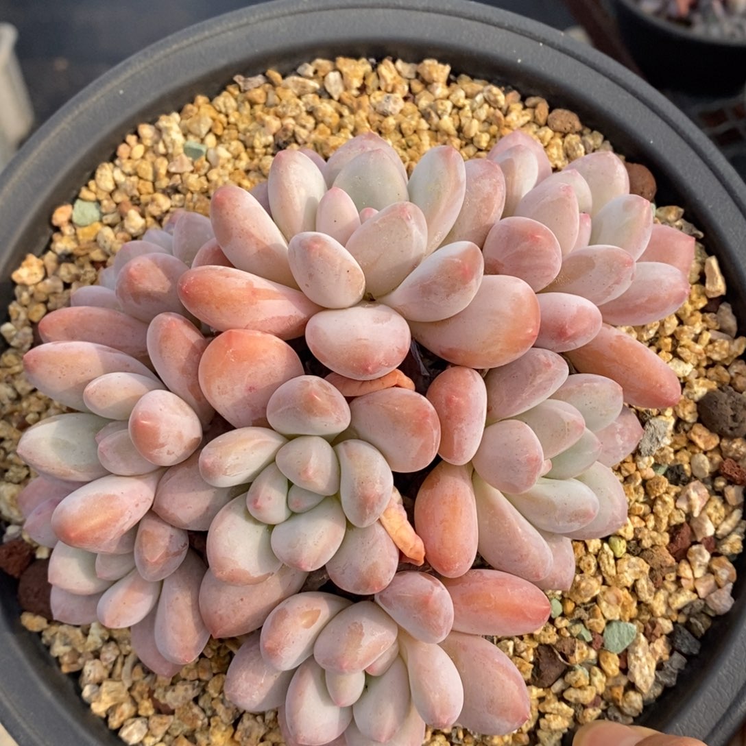 香水8头老桩一物一拍包邮