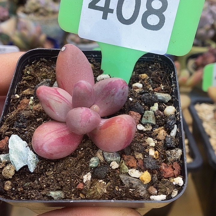 红手指红拉丝408号的啊啊须根