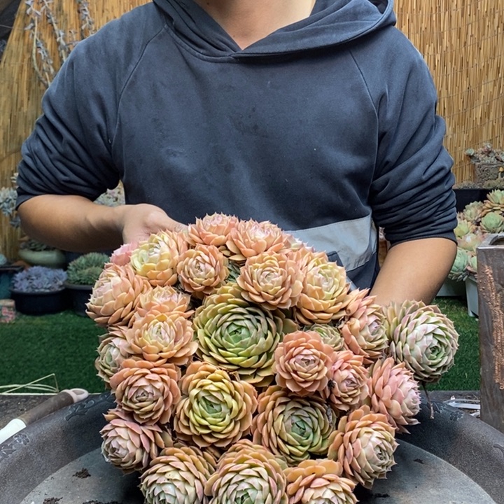 苹***黄247号昂斯诺多肉植物