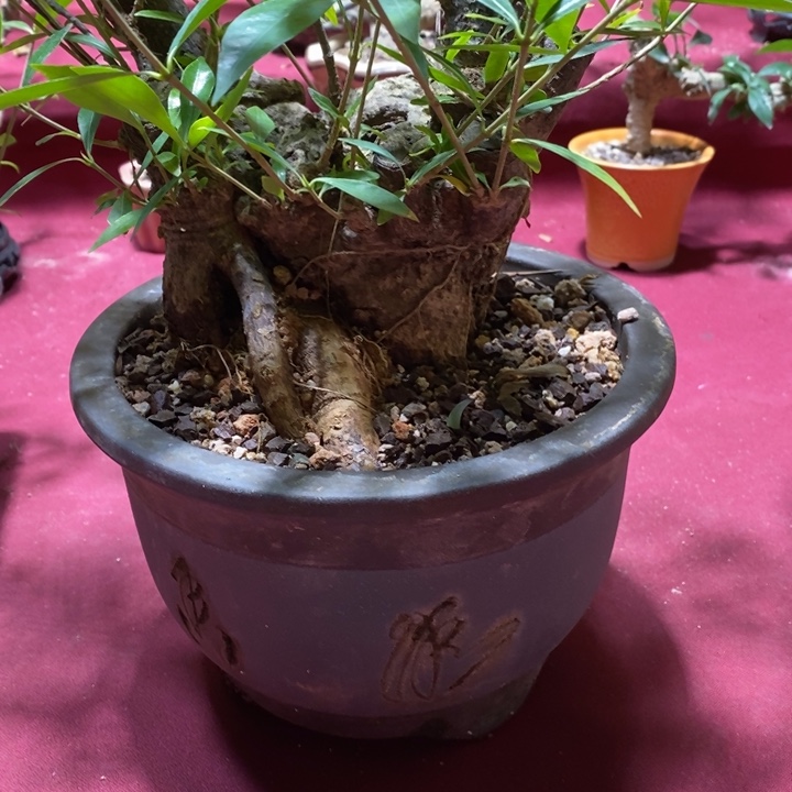 当前无花朵，栽培后可花朵快*海岛