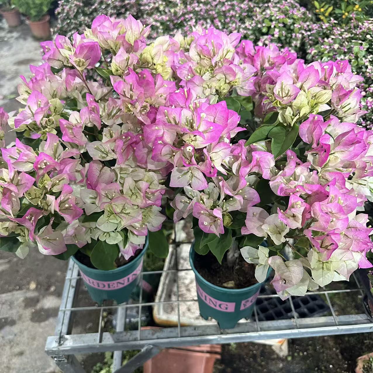 绿樱三角梅老桩盆栽四季开花耐热好养阳台庭院（轻微落花介意慎拍）