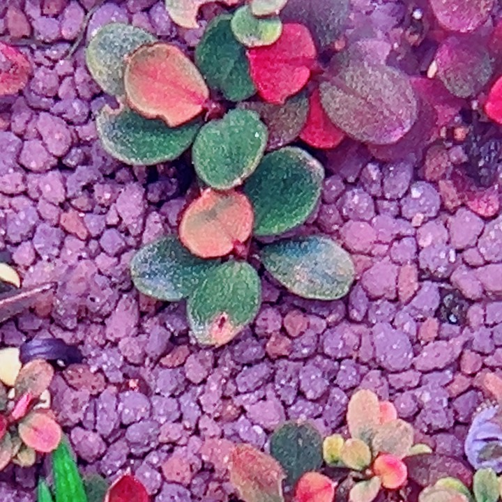 辣椒榕私藏圆福利