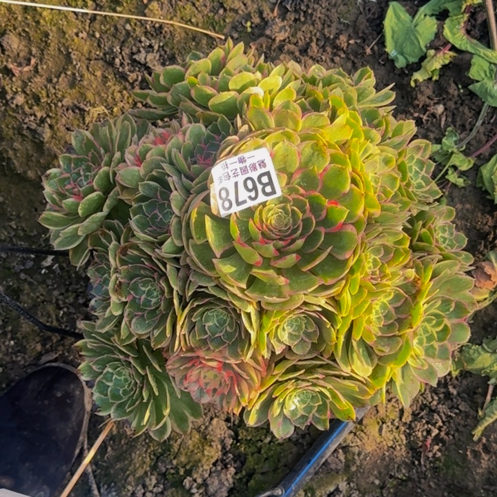 粉花妖花25-43包邮花花