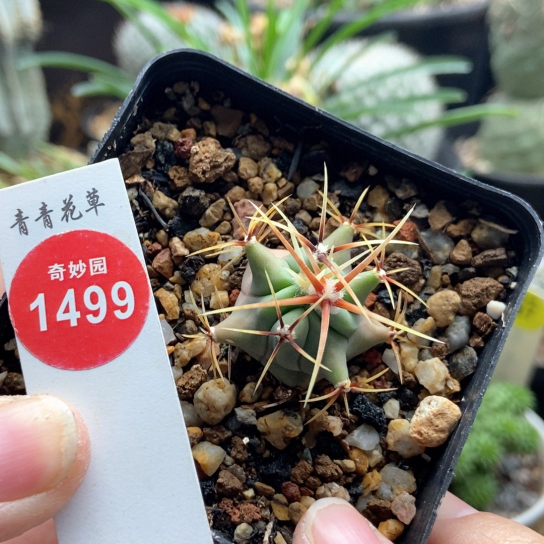 实生花刺春楼一颗仙人球