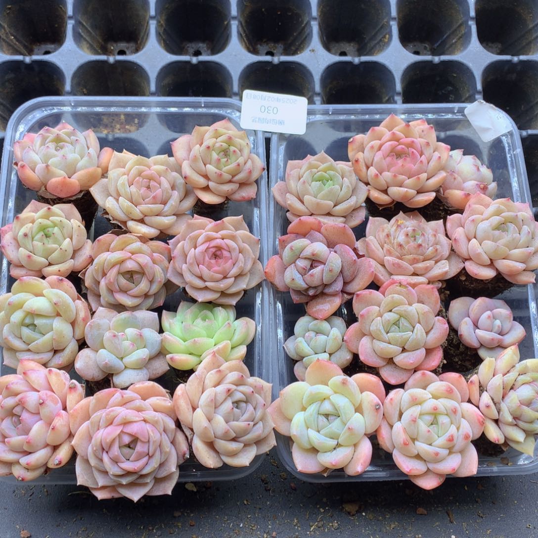 反反复复还是很开心030