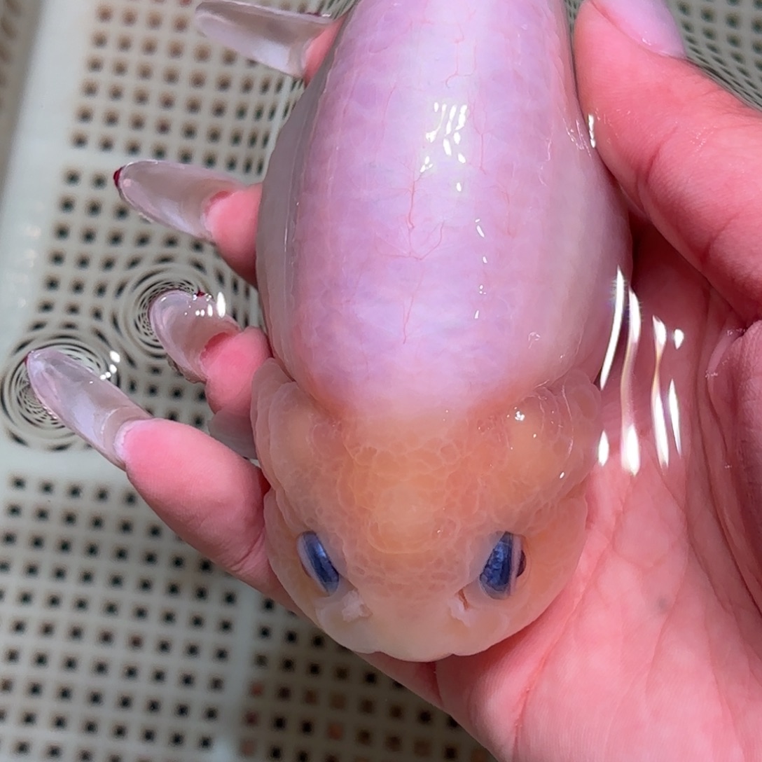 @***、金鱼拍包装包邮不拍包装运费到付