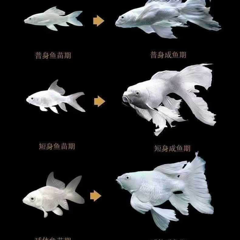 台湾纯种白蝴蝶鲤观赏鱼大鳍大尾冷水好养耐活