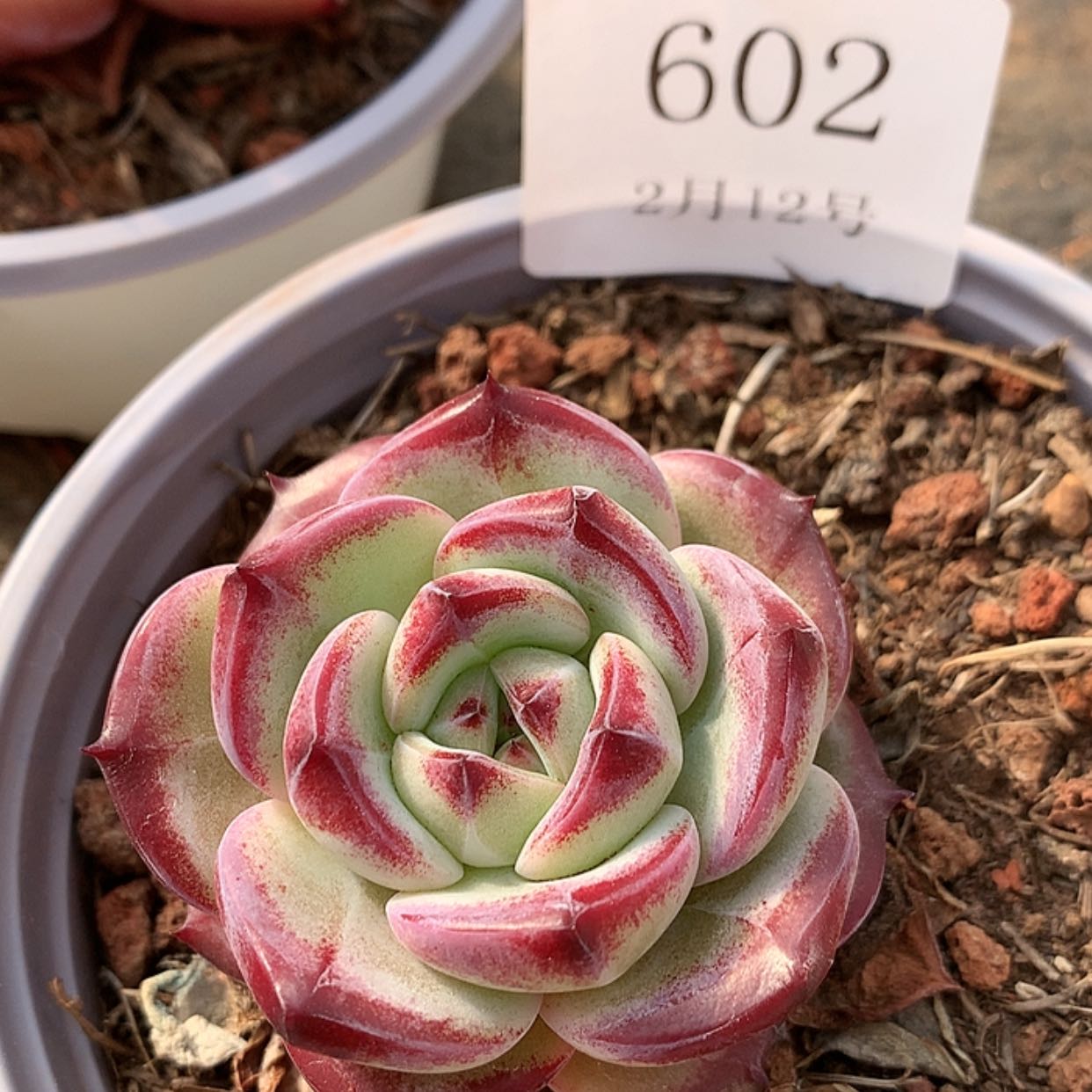 【闪购商品】云602号