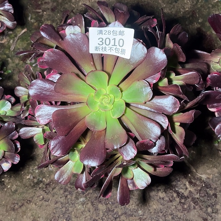 3010爱神多肉植物