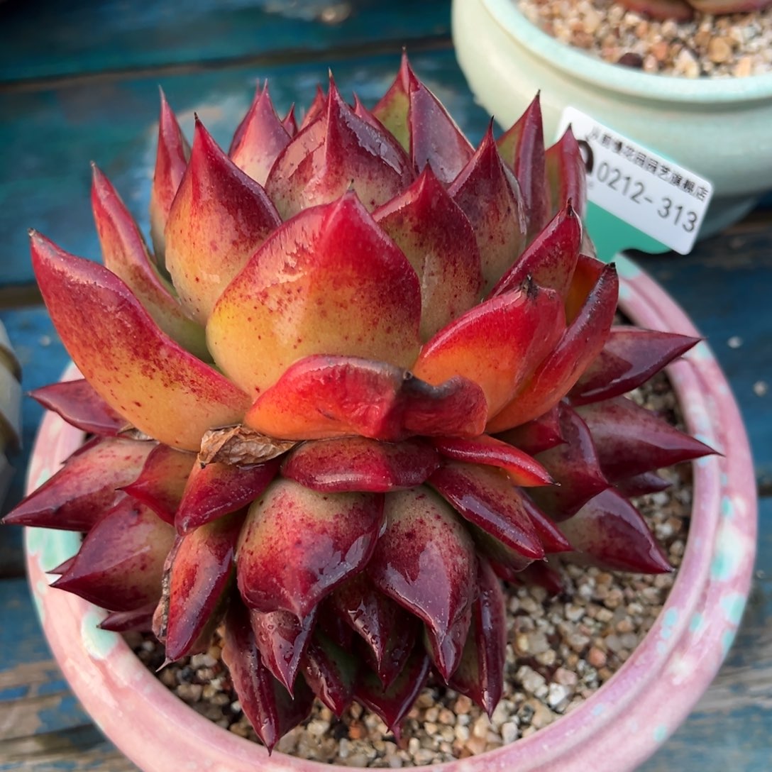 从前慢多肉精选编号0212.313