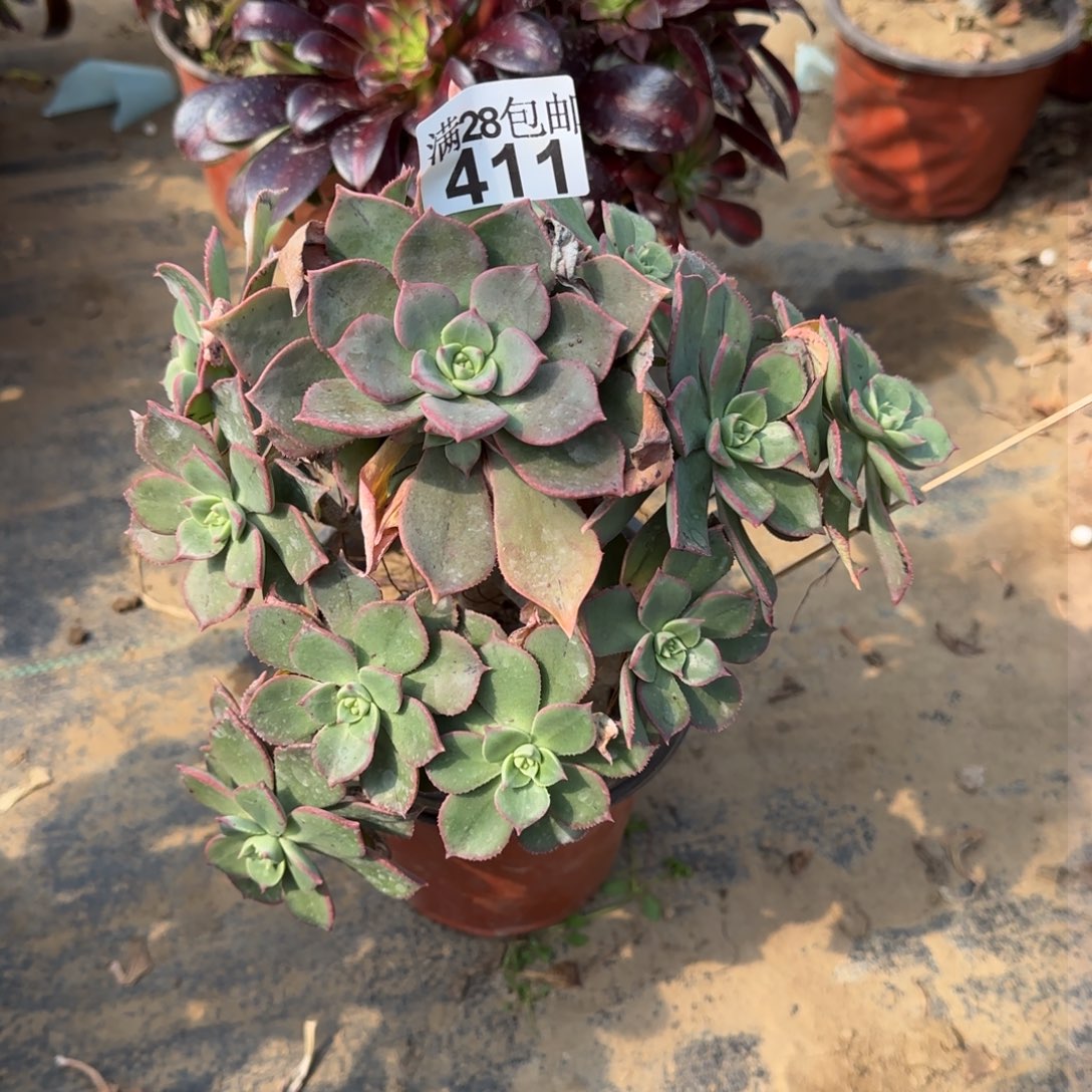 粉仙桃多肉411满28包邮断枝不包会氧化黑斑