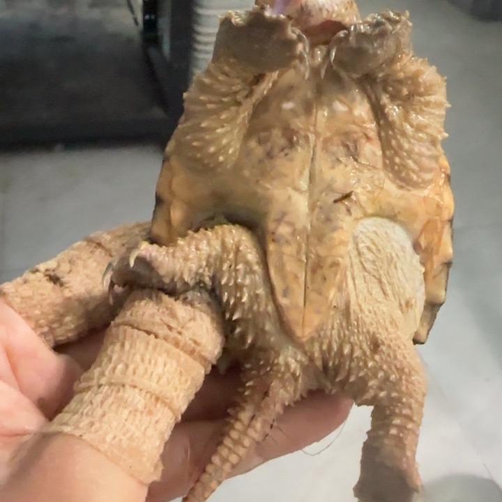 邪***盟宠物龟母不分公母