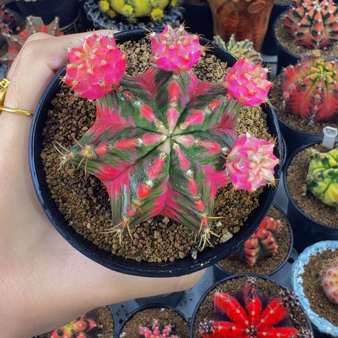 出侧牙0000000000188