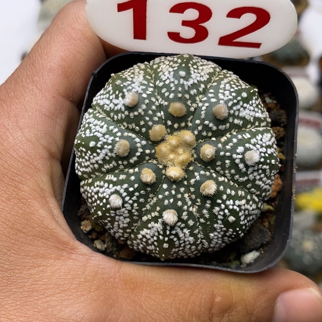 132福利特价来了目玉基因