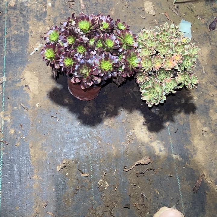 不包侧枝一物一拍25