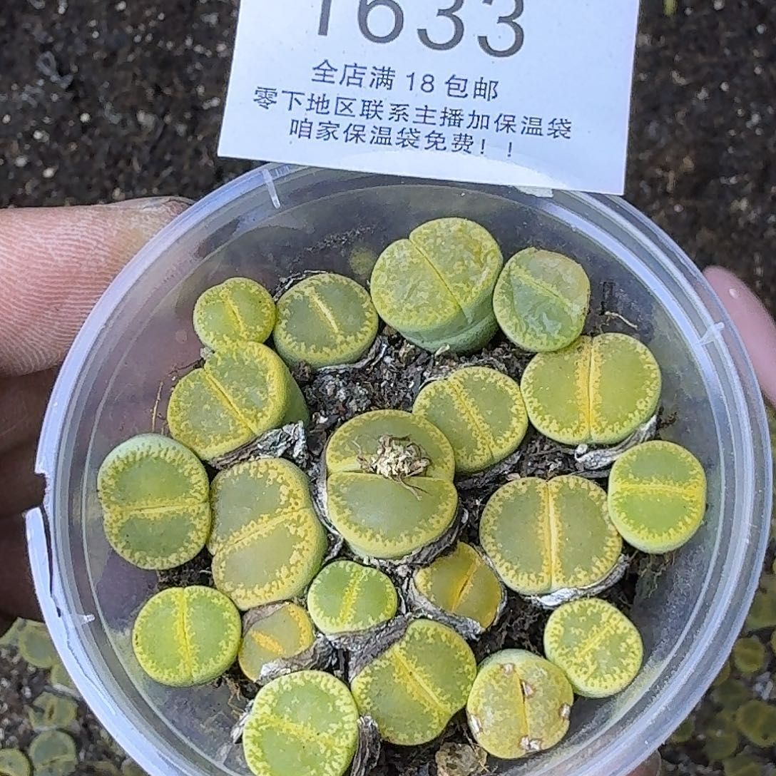 1633 哈哈哈哈哈哈哈哈哈