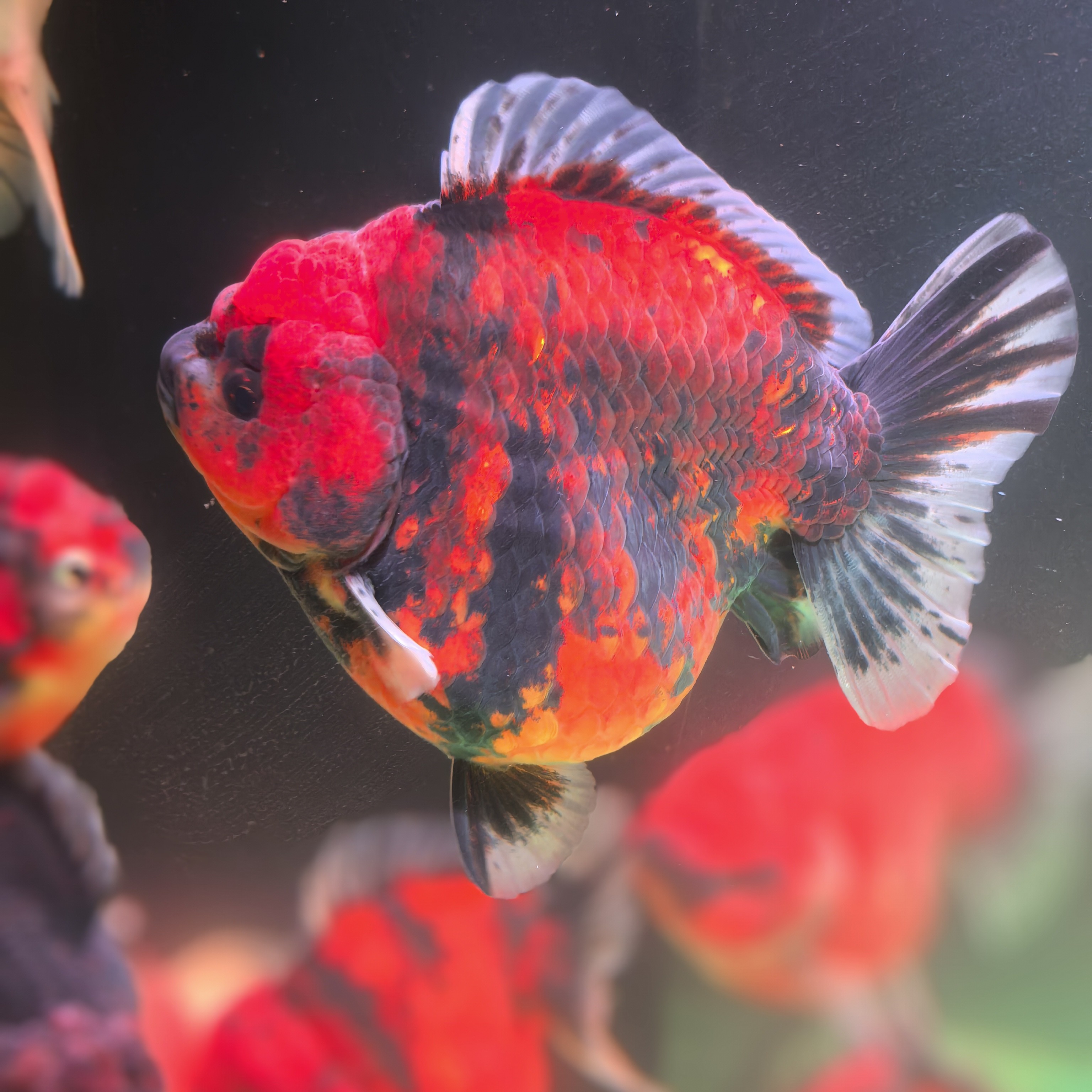 精品将军泰狮浩克体鱼将军鱼鲜活大鱼活鱼观赏鱼金鱼百褶