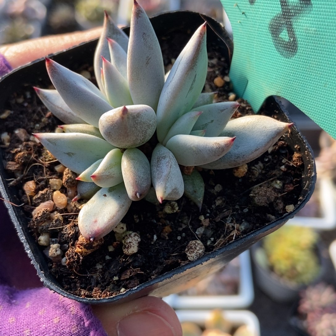 518魔爪多肉植物多肉