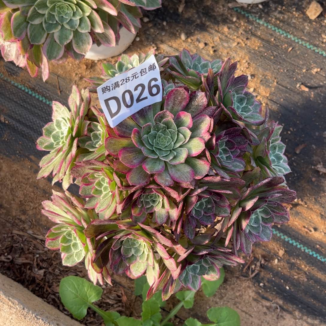 026多肉植物莲花座