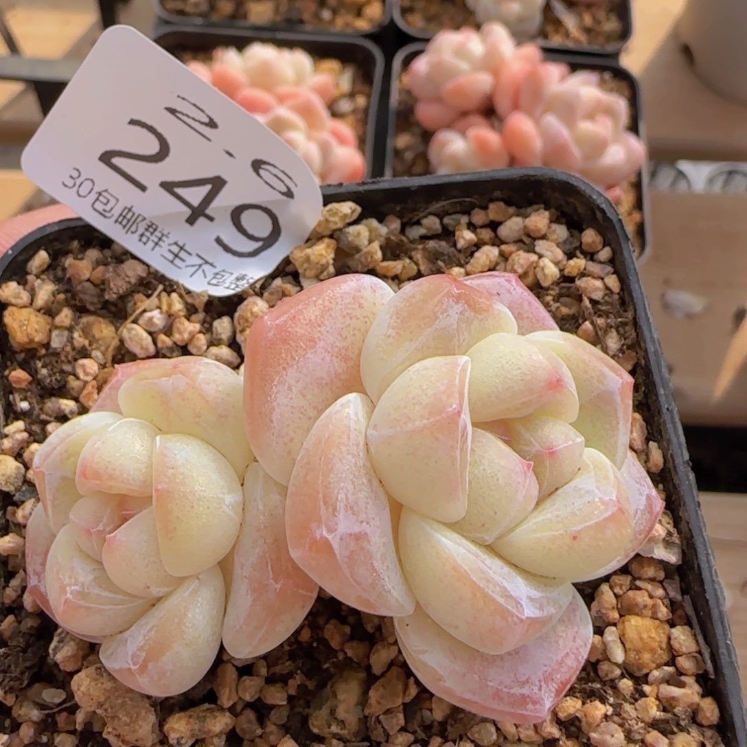 双头老桩白体冰玉一颗