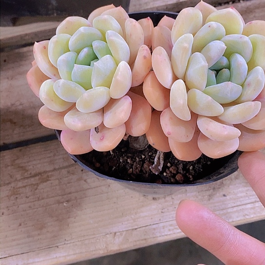 妈****体冰橙多肉植物群