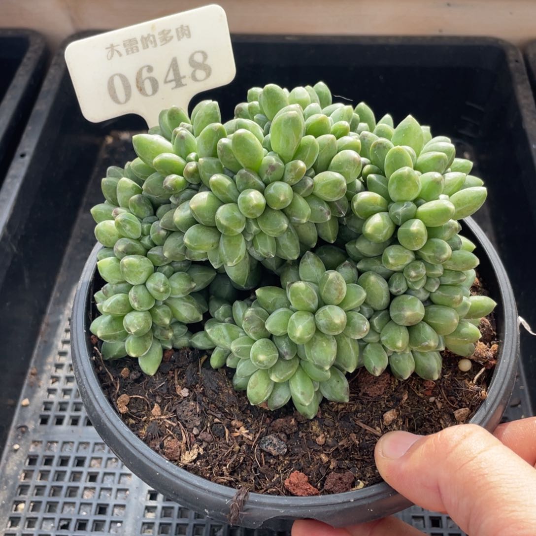 0648千代田不带盆13厘米